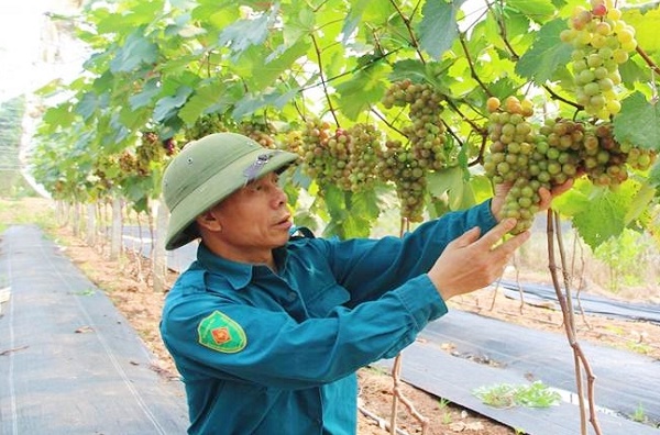 Nho Hạ Đen - góp phần chuyển đổi cơ cấu ngành nông nghiệp